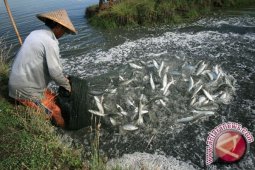Produksi Perikanan Kaltim Capai 80 Ton/hari