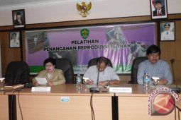 Disnak Gelar Pelatihan Bedah Caesar Sapi