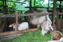 Disnak Kaltim Karantina 711 Ekor Sapi Bakalan