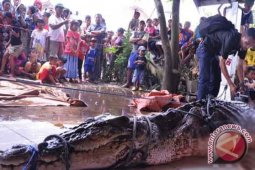 Suami Istri Taklukan Buaya Liar