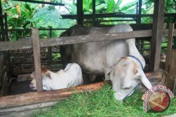 Sapi Indukan Paser Berkembang Jadi 1.607 Ekor