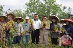 Benih Berlabel Tingkatkan Produksi