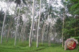 Pengembangan Sengon di Luar Jawa Prospektif