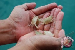 Pemalang Bertekad Pelihara Laut Pertahankan Kelestarian Rajungan