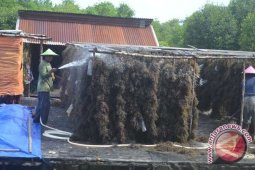 Puluhan Petani Rumput Laut di PPU Alih Profesi
