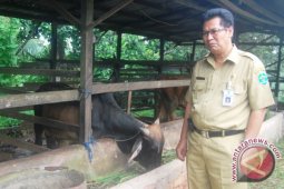 Disnak Kaltim Targetkan Inseminasi Buatan 19.000 Sapi