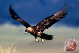 Burung Garuda berhasil dilepasliarkan di Merapi
