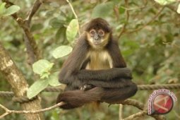 68 spesies hewan di Bolivia terancam punah