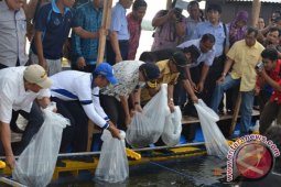 Menteri kelautan tebar 30.000 benih kerapu