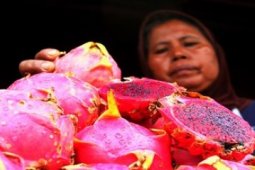 Fruits in Batam irradiated before export