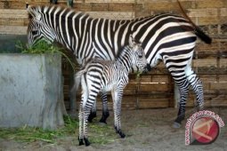 Kelahiran Anak Zebra Tambah Koleksi Kebun Binatang Surabaya