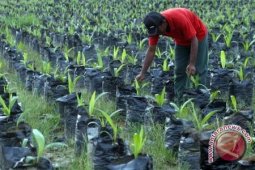 Produksi CPO 2014 akan Capai 29,5 Ton