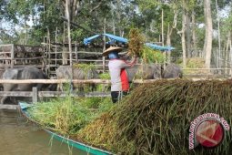 Kerbau Kalang Dikandangkan Akibat Air Pasang