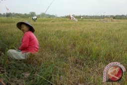Petani PPU Keluhkan Permainan Harga oleh Tengkulak