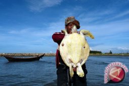 Aksi Sosial Pelepasan Anak Penyu di Pantai Air Manis