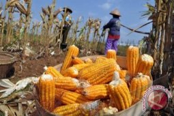 Harga Jagung di Pangkalpinang Turun