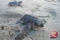 DKP lepas puluhan tukik di Pantai Mukomuko