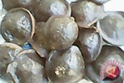 Babel Siap Bangun Kawasan Perkebunan Jengkol