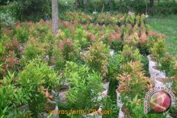 Kotabaru Tanam 2.000 Pohon