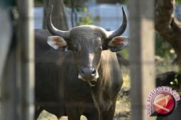 Doddy Akan Kampanye Penyelamatan Banteng Jawa