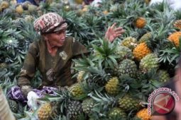Sentra nanas Tangkit produksi 10 ton per hari
