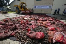 Pemusnahan Bawang Selundupan
