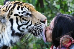 Pertemanan Manusia Harimau