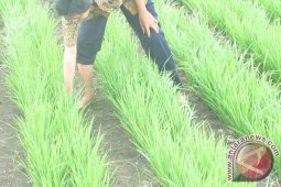 Bakorluh NTB gagas gerakan tanam "jajar legowo"