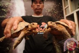Kura-kura Gunung Terancam Punah