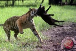 Harimau Betina