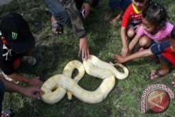 Pengenalan Reptil Sejak Kecil