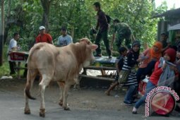 Sapi Mengamuk