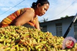 Buruh petik cengkih Sulut bergaji manajer