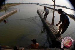 DKP Bangka Selatan Siapkan 230.000 Bibit Bandeng