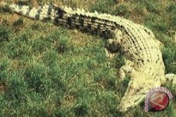 Buaya Rantau Rasau dievakuasi ke TN Berbak