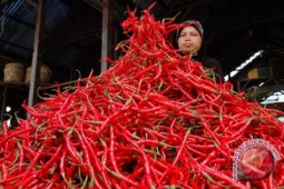 Cabai Produksi Gorontalo Utara Tembus Pasar Nasional