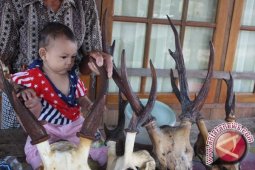 BKSDA Kaltim Amankan Tanduk Rusa Selundupan