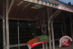"Manusia Halte" Tetap Kembali ke Bontang