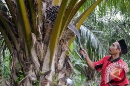 Petani Mengadu Ke Gubernur Gorontalo Terkait Sawit