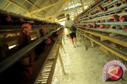 Populasi Ayam Kaltim Terus Meningkat