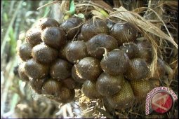 Produksi Salak Di Bangka Selatan Masih Rendah