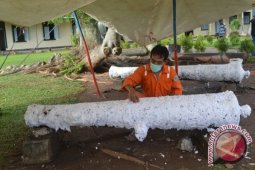 BPCB Jambi konservasi meriam Benteng Marlborough
