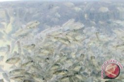 Kalbar Miliki Pabrik Pakan Ikan dari Magot