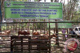 BALANGAN DISTRIBUSIKAN BANTUAN ADARO