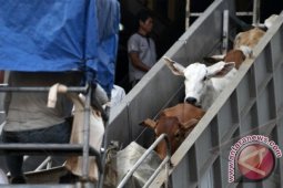 Sapi Impor Datang