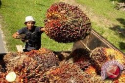 Distanbun Paser Tetapkan Harga TBS Sawit Rp1.714/kilogram