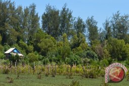 TWA pantai panjang jadi kebun sawit