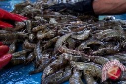Perang Dagang Udang Di AS Dimenangkan Indonesia
