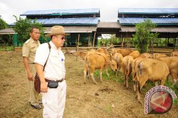Qurban Animals Are Expensive