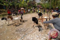 Pacuan Kambing